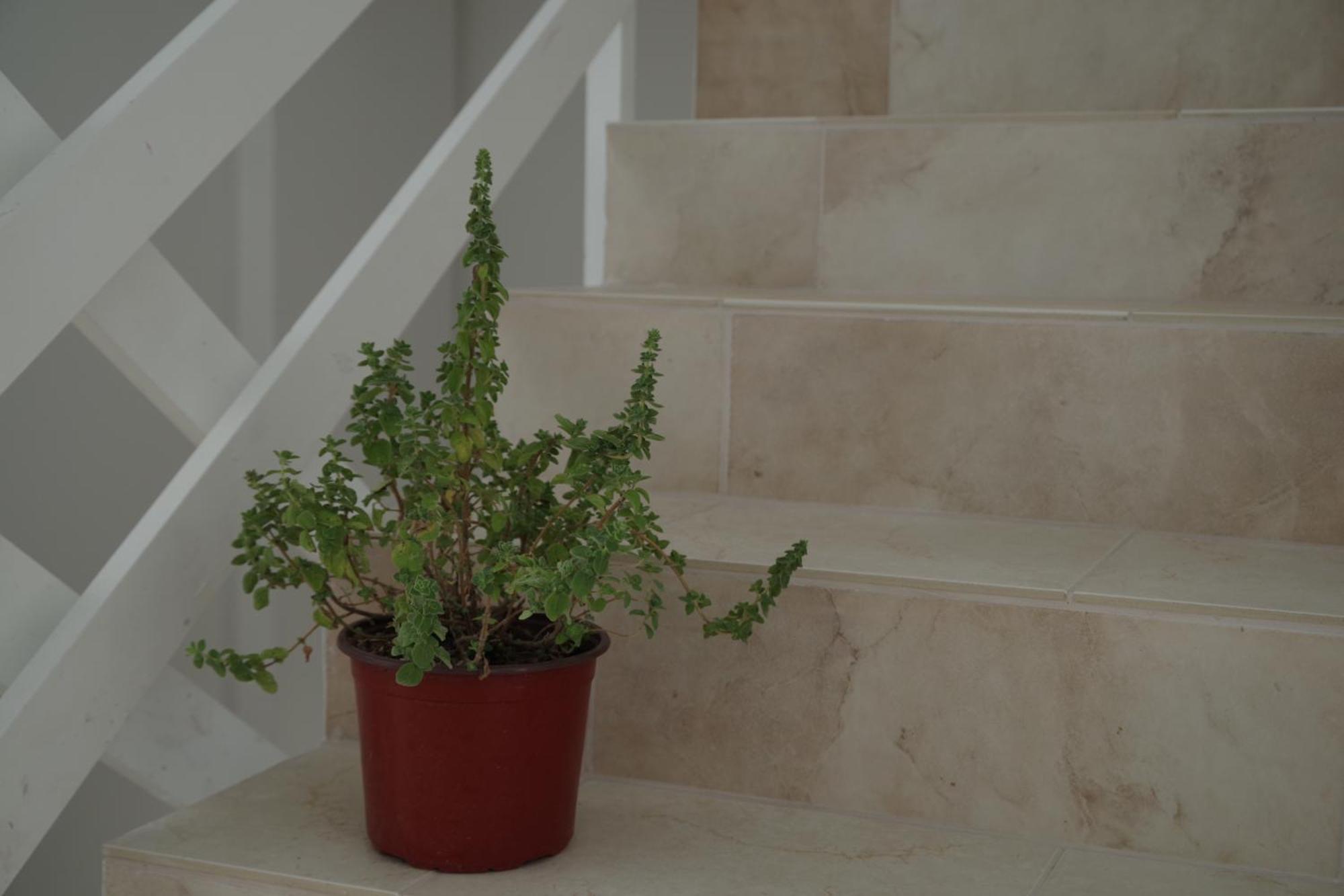 Soso'S Apartments -Vacations Next To The Beach Psari Forada Bagian luar foto