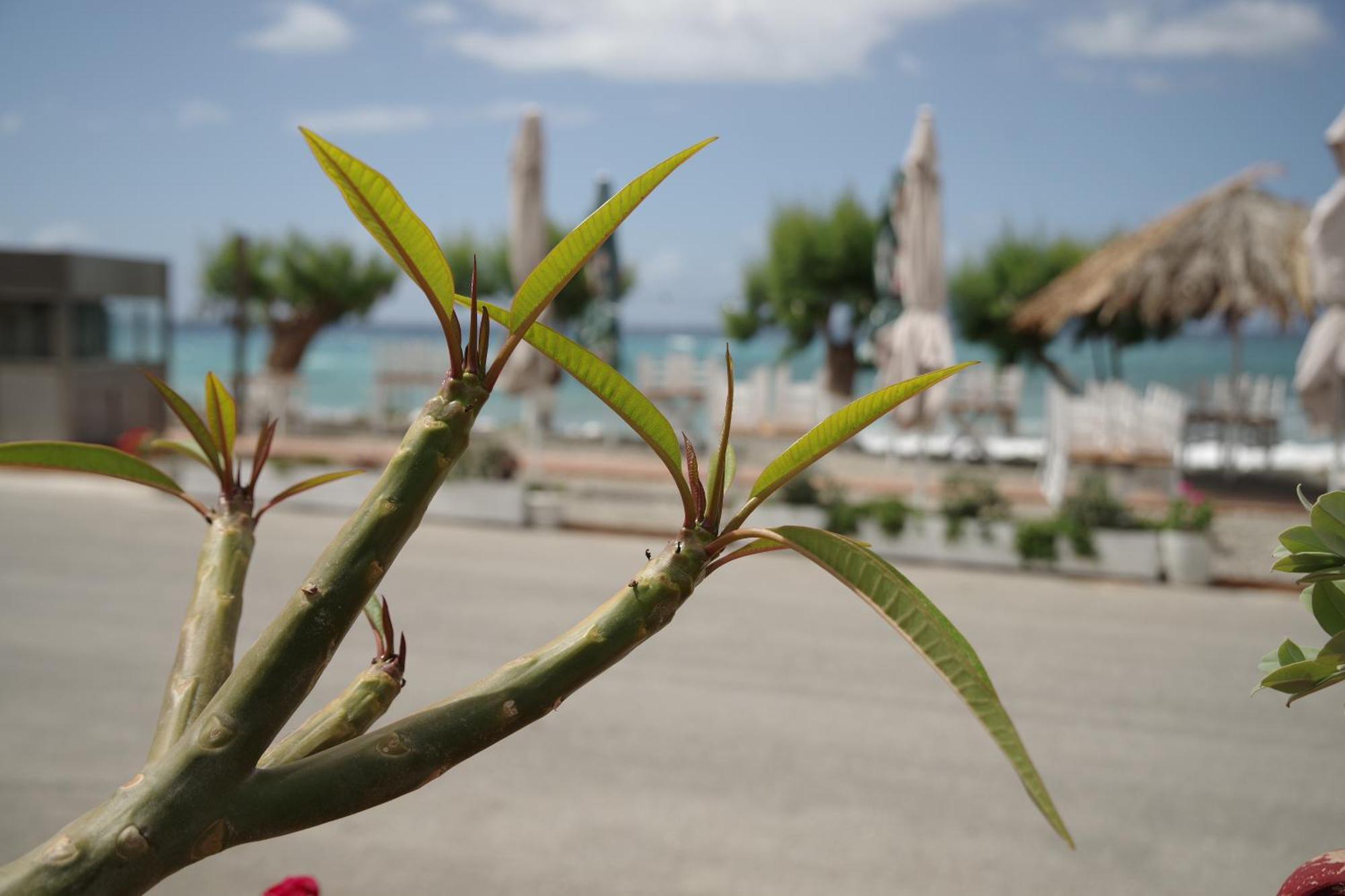 Soso'S Apartments -Vacations Next To The Beach Psari Forada Bagian luar foto